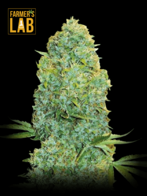 Farmer's lab amnesia feminized cannabis seeds, featuring amnesia strains.