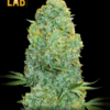 Amnesia Fast Version Seeds for farmer's lab.