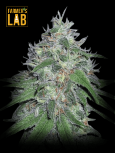 Farmer's lab is proud to offer a selection of feminized seeds, including our popular Amnesia Haze Autoflower Seeds strain.