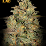 Amnesia Lemon Regular Seeds