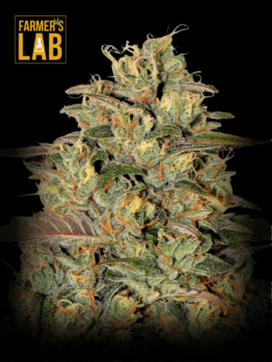 Farmer's lab Amnesia Lemon Regular seeds.