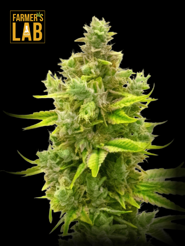 Farmer's lab feminized cannabis seeds in Amnesia Lemon x Cake Boom Regular Seeds variety.