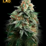 Lemon Haze F1 Autoflower Seeds