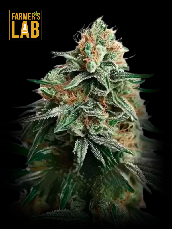 Farmer's lab Auto Amnesia Bubba F1 marijuana seeds.