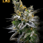 Badazz Rolex Feminized Seeds