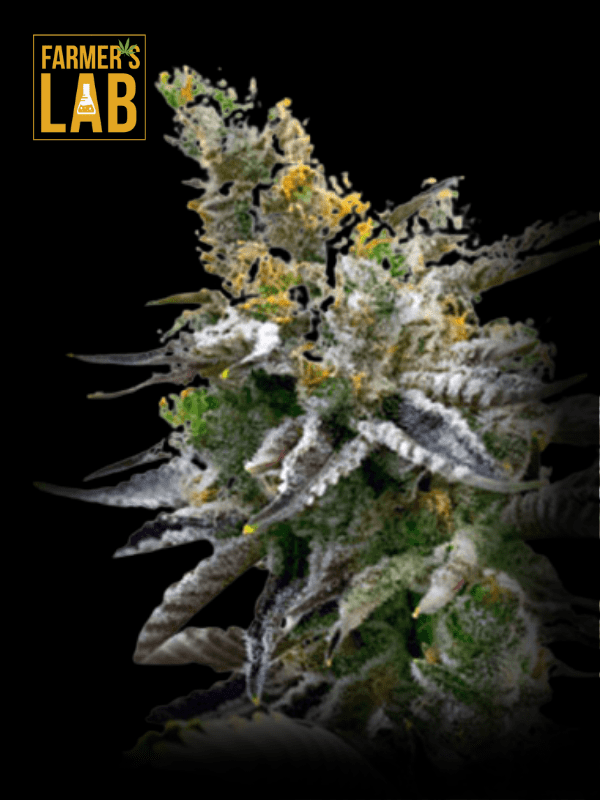 Farmer's lab Badazz Rolex Feminized Seeds.