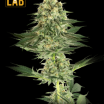 Banana Kush Feminized Seeds