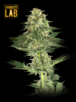 Farmer's lab offers Banana Kush Feminized Seeds for sale.