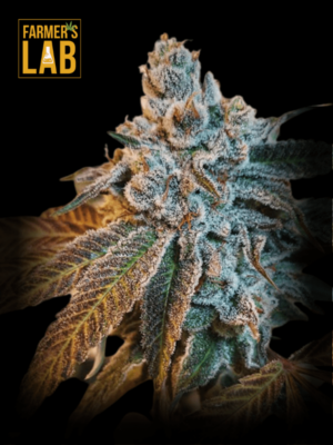 Farmer's lab Banana Punch Feminized Seeds, including Banana Punch strain.