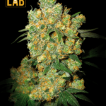 Big Bud Feminized Seeds