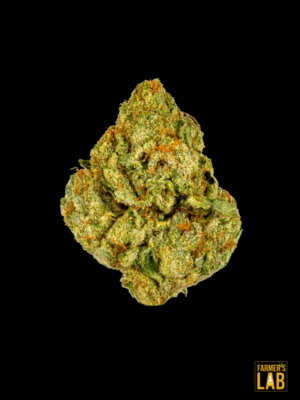 Buy Big Bud Fast Version Seeds | Order Big Bud Seeds Online