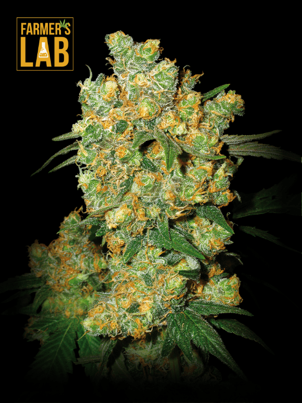 Buy Big Bud Fast Version Seeds | Order Big Bud Seeds Online