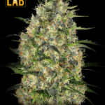 CBD Black Domina Seeds