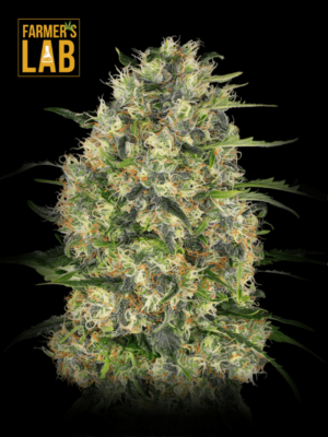 Farmer's lab feminized CBD Black Domina cannabis seeds.