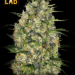 Black Domina Autoflower Seeds