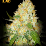 Black Domina x Scott´s OG Feminized Seeds