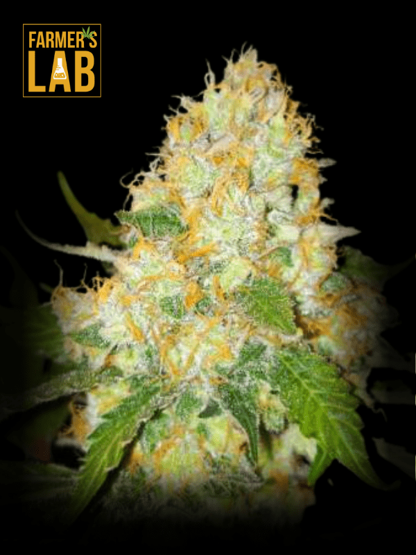 Farmer's lab feminized seeds, including Black Domina x Scott's OG Feminized Seeds.