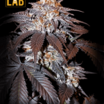 Blackberry Kush Feminized Seeds