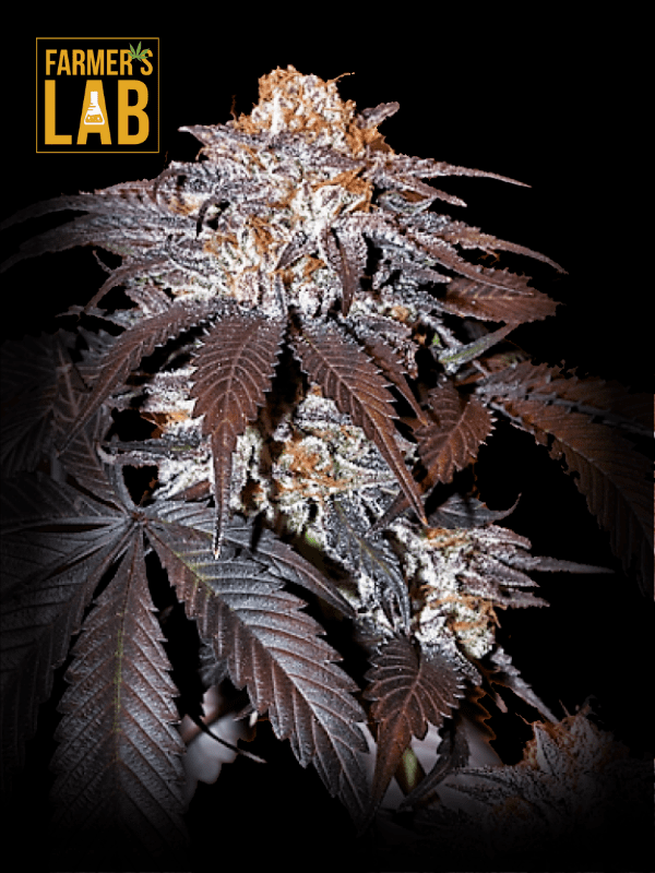 A Blackberry Kush Feminized Seeds cannabis plant with the words farmer's lab on it.