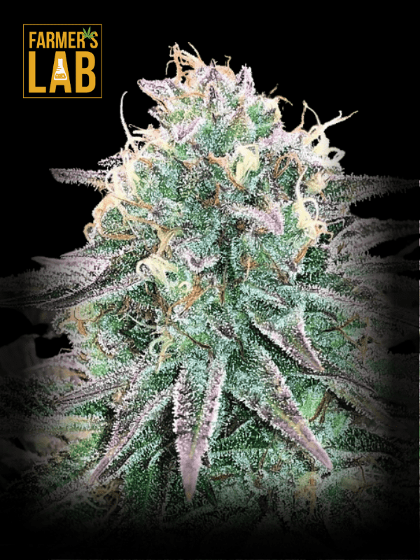 Farmer's lab offers a selection of feminized cannabis seeds, including the popular Blackberry Moonrocks (fem) strain. Our high-quality seeds guarantee an exceptional growing experience, producing robust plants with potent and flavorful buds.