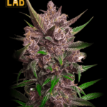 Blackberry Pie Feminized Seeds