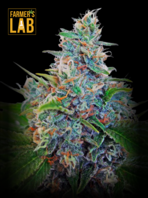 Farmer's lab feminized Blue Amnesia Autoflower Seeds with a hint of blue amnesia.