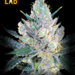 Blue Cheese Feminized Seeds