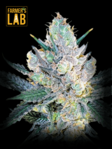 Farmer's lab offer a wide selection of feminized seeds, including the popular strain Blue Cheese Feminized Seeds.