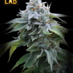 Blue Cookies Feminized Seeds