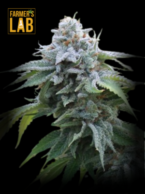 Farmer's lab Blue Cookies sativa feminized seeds can be replaced with Blue Cookies Feminized Seeds.