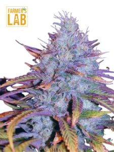 Farmer's lab offers a selection of Blue Dream Feminized Seeds, including the popular Blue Dream strain.