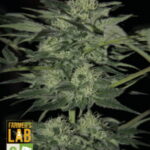 Blue Dream Feminized Seeds