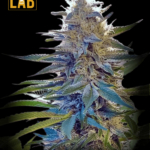 Blue Widow Feminized Seed