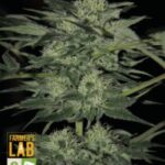 Blue Dream Feminized Seed