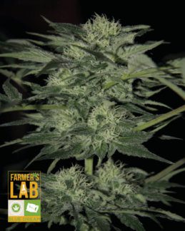 A Feminized Blue Dream cannabis plant image with the words 'Farmers Lab Seeds" on it.