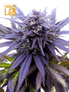A purple Blueberry Autoflower cannabis plant with the words farm's lab on it.