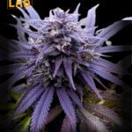 Blueberry Strain Feminized Seeds