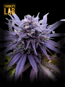 A Blueberry Strain Feminized Seeds cannabis plant with the words farmer's lab on it.