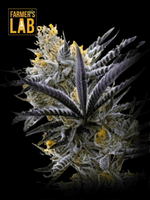 A black background with the words Farmer's Lab and Blueberry Badazz OG Feminized Seeds on it.
