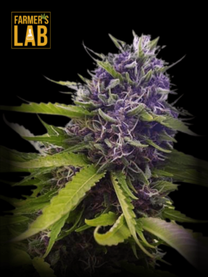 Farmer's lab Blueberry Kush Regular Seeds.