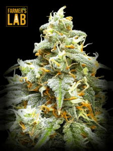 Farmer's lab offers a selection of feminized cannabis seeds, including Blueberry x Big Bud Autoflower Seeds. Additionally, they also have Autoflower Seeds available.