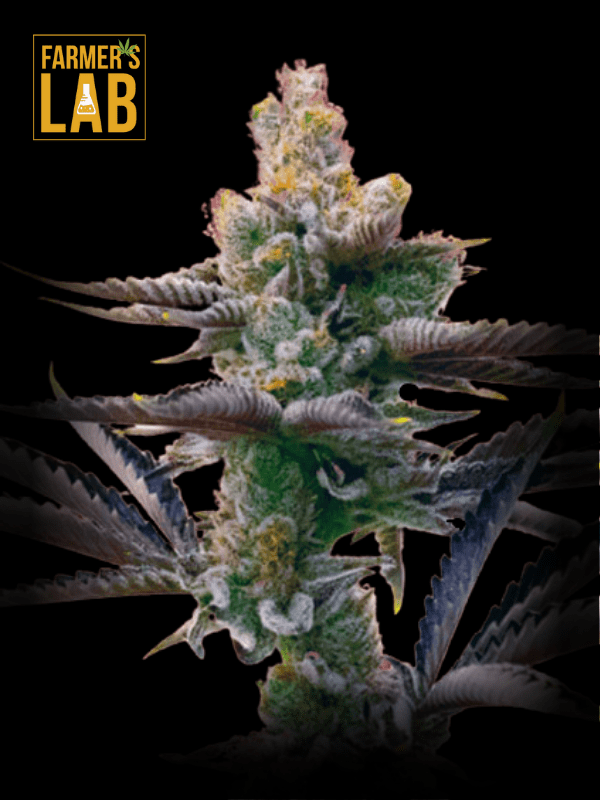 Get high-quality Blueberry x OG Kush (fem) cannabis seeds from Farmer's lab.