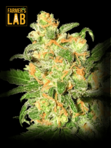 Farmer's lab feminized Bruce Banner Autoflower seeds.