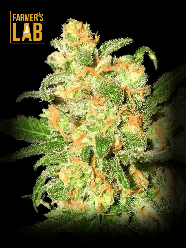 Farmer's lab feminized Bruce Banner Autoflower seeds.