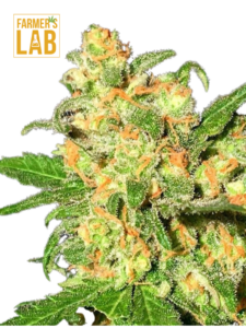 Farm lab offers a wide selection of feminized cannabis seeds, including popular strains like Bruce Banner Feminized Seeds.