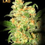 Bruce Banner Feminized Seeds