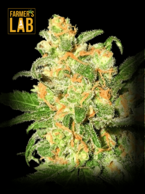 Farmer's lab feminized seeds, featuring a premium selection of fem genetics including the popular Bruce Banner (fem) strain.