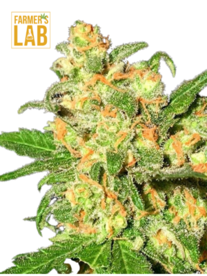 Farm lab feminized cannabis Seeds, including Bruce Banner Autoflower Seeds.