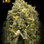 Bruce Banner x Mochalope Feminized Seeds