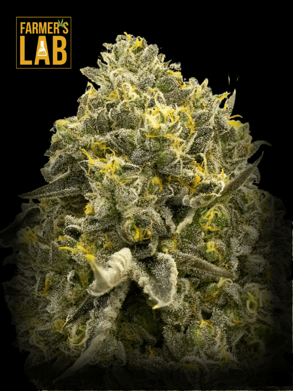 Farmer's lab offers Bruce Banner x Mochalope Feminized Seeds.